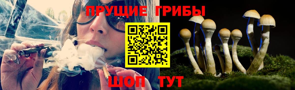 Псилоцибиновые грибы Psilocybe Будённовск