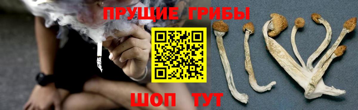 Галлюциногенные грибы Cubensis  что такое наркотик  Будённовск  Вход с VPN 